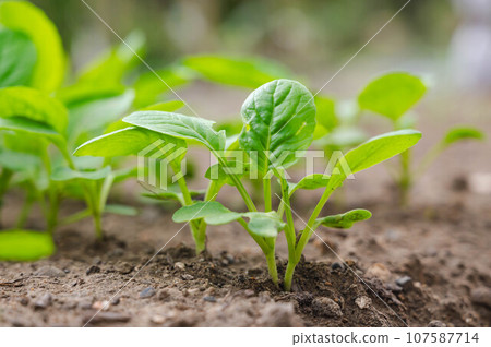 Komatsuna's Baby Leaf Komatsuna's Baby Leaf 107587714