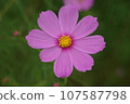 開花在秋天領域的桃紅色波斯菊花 107587798