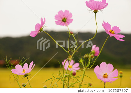 太陽照亮的波斯菊宇宙 107587807