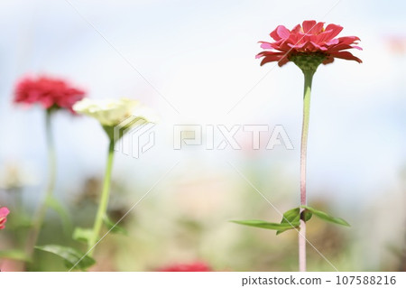 Dahlia flower field, garden flowerbed 107588216