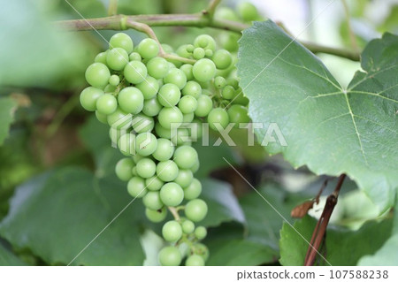 果園裡的葡萄在葡萄藤變色之前就已經結滿了果實 107588238