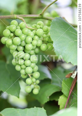 果園裡的葡萄在葡萄藤變色之前就已經結滿了果實 107588239