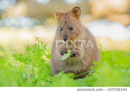 Quokka eats delicious leaves, the happiest animal, Rottnest Island, Western Australia Quokka eats delicious leaves, the happiest animal, Rottnest Island, Western Australia 107588348