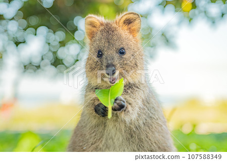 Quokka, happy animal enjoying meal and smiling, Rottnest Island, Western Australia Quokka, happy animal enjoying meal and smiling, Rottnest Island, Western Australia 107588349