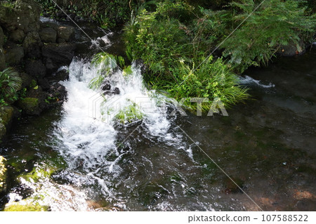 富士山本宮淺間大社是日本全國淺間神社的總社,位於神聖的富士山腳下的靜岡縣富士宮市。 富士山本宮淺間大社是日本全國淺間神社的總社,位於神聖的富士山腳下的靜岡縣富士宮市。 107588522
