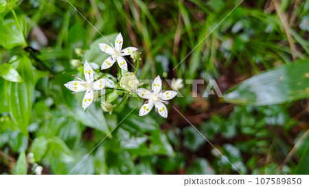 Landscape with Akebonosou Landscape with Akebonosou 107589850