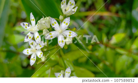 Landscape with Akebonosou Landscape with Akebonosou 107589852