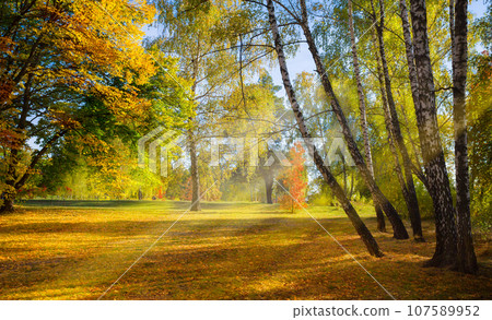 sunny glade in the autumn park sunny glade in the autumn park 107589952