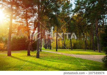 Sunbeams shine through the trees onto an empty road in a pine forest. 107589974