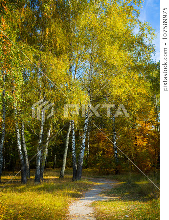 Sunbeams shine through the trees onto an empty road in a birch forest. 107589975
