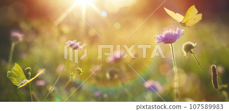 Abstract summer autumn field landscape at sunset with soft focus. dry ears of grass in the meadow and a flying butterfly, warm golden hour of sunset, sunrise time. Calm autumn nature close-up and Abstract summer autumn field landscape at sunset with soft focus. dry ears of grass in the meadow and a flying butterfly, warm golden hour of sunset, sunrise time. Calm autumn nature close-up and 107589983
