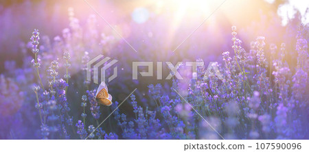Blooming lavender summer flower and a flying butterfly against the backdrop of a summer sunset landscape Blooming lavender summer flower and a flying butterfly against the backdrop of a summer sunset landscape 107590096