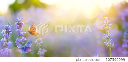 Summer Wild flowers and Fly Butterfly in a meadow at sunset. Macro image, shallow depth of field. Abstract summer nature background Summer Wild flowers and Fly Butterfly in a meadow at sunset. Macro image, shallow depth of field. Abstract summer nature background 107590099
