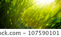 Art green grass in a meadow at sunset. Macro image, shallow depth of field. Abstract summer nature texture background 107590101