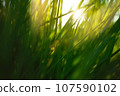 Art green grass in a meadow at sunset. Macro image, shallow depth of field. Abstract summer nature texture background 107590102