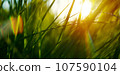 Art green grass in a meadow at sunset. Macro image, shallow depth of field. Abstract summer nature texture background 107590104