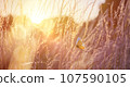 Abstract field landscape at sunset with soft focus. dry ears of grass in the meadow and a flying butterfly, warm golden hour of sunset, sunrise time. 107590105