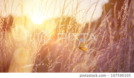 Abstract field landscape at sunset with soft focus. dry ears of grass in the meadow and a flying butterfly, warm golden hour of sunset, sunrise time. Abstract field landscape at sunset with soft focus. dry ears of grass in the meadow and a flying butterfly, warm golden hour of sunset, sunrise time. 107590105