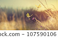 Abstract autumn field landscape at sunset with soft focus. dry ears of grass in the meadow and a flying butterfly 107590106