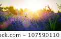 Summer meadow with many summer lavender flowers and butterflies on a sunny day 107590110