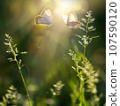 summer forest glade with flowering grass and butterflies on a sunny day; back lighting, high key 107590120