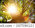 Summer or autumn nature background; big old oak tree against sunlight 107590121