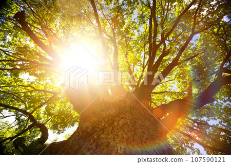 Summer or autumn nature background; big old oak tree against sunlight 107590121