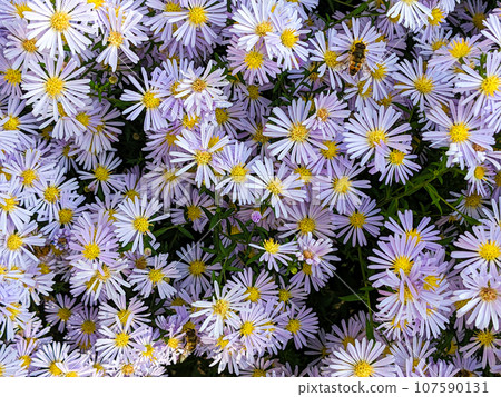 Tatarian asters light purple flowers, Aster tataricus 107590131