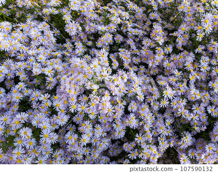 Tatarian asters light purple flowers, Aster tataricus 107590132