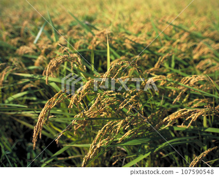 收穫前大量成熟的稻米 107590548