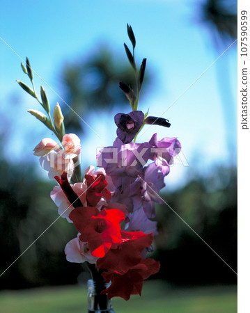 gladiolus in a vase gladiolus in a vase 107590599