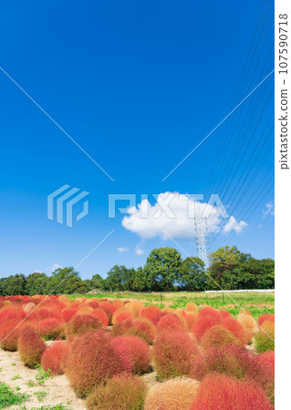 愛知農場、紅葉的地膚（愛知縣日新市） 107590718