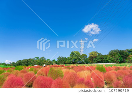 愛知農場、紅葉的地膚（愛知縣日新市） 107590719
