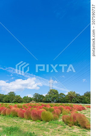 愛知農場、紅葉的地膚（愛知縣日新市） 107590737