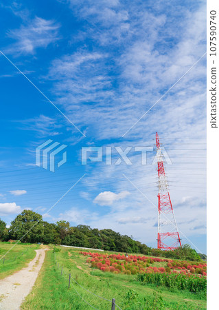 Aichi Farm, kochia with autumn leaves (Nisshin City, Aichi Prefecture) 107590740