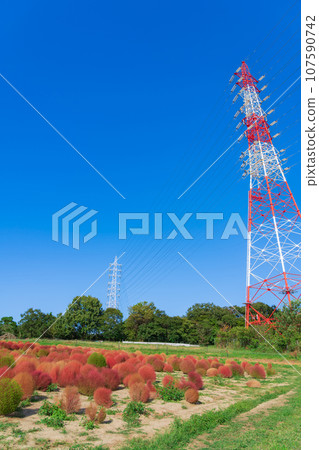 愛知農場、紅葉的地膚（愛知縣日新市） 107590742