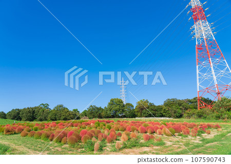 Aichi Farm, kochia with autumn leaves (Nisshin City, Aichi Prefecture) Aichi Farm, kochia with autumn leaves (Nisshin City, Aichi Prefecture) 107590743
