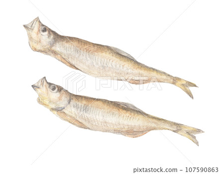 Dried shishamo watercolor pencil fish illustration Dried shishamo watercolor pencil fish illustration 107590863