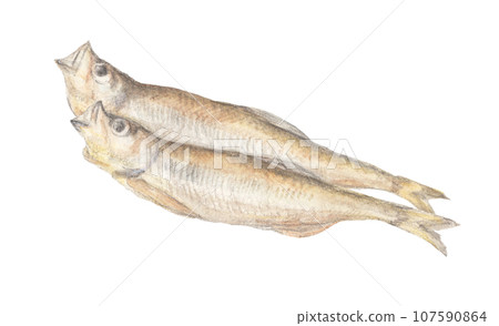 Dried shishamo watercolor pencil fish illustration Dried shishamo watercolor pencil fish illustration 107590864