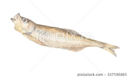 Dried shishamo watercolor pencil fish illustration Dried shishamo watercolor pencil fish illustration 107590865