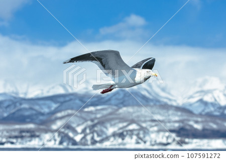 Seagulls flying in the blue sky with snowy mountains in the background Seagulls flying in the blue sky with snowy mountains in the background 107591272