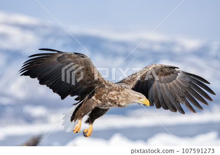 White-tailed eagle flying over drift ice in Shiretoko, Hokkaido White-tailed eagle flying over drift ice in Shiretoko, Hokkaido 107591273
