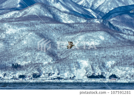 北海雕在知床海域的冬季濕地上空飛行 北海雕在知床海域的冬季濕地上空飛行 107591281