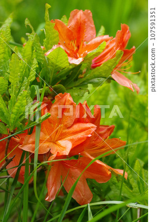 初夏的池之平沼澤地裡盛開的蓮月杜鵑花 107591351