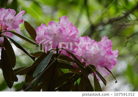 鮮豔的東杜鵑花點綴著山路 107591352