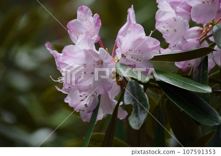 東杜鵑花淡色 107591353