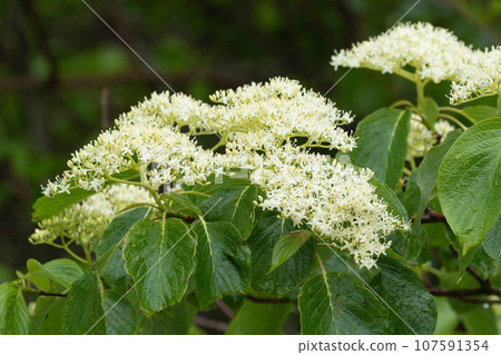 山茱萸花盛開 山茱萸花盛開 107591354