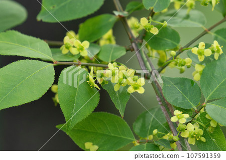 blooming eucalyptus flowers blooming eucalyptus flowers 107591359