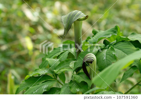 初夏森林地面上盛開的睡蓮佛焰苞 107591360