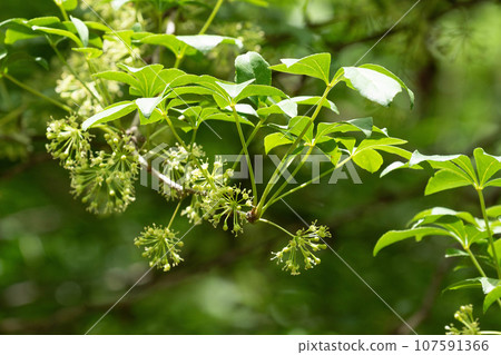 初夏陽光照亮的山艾樹的葉子和花朵 107591366